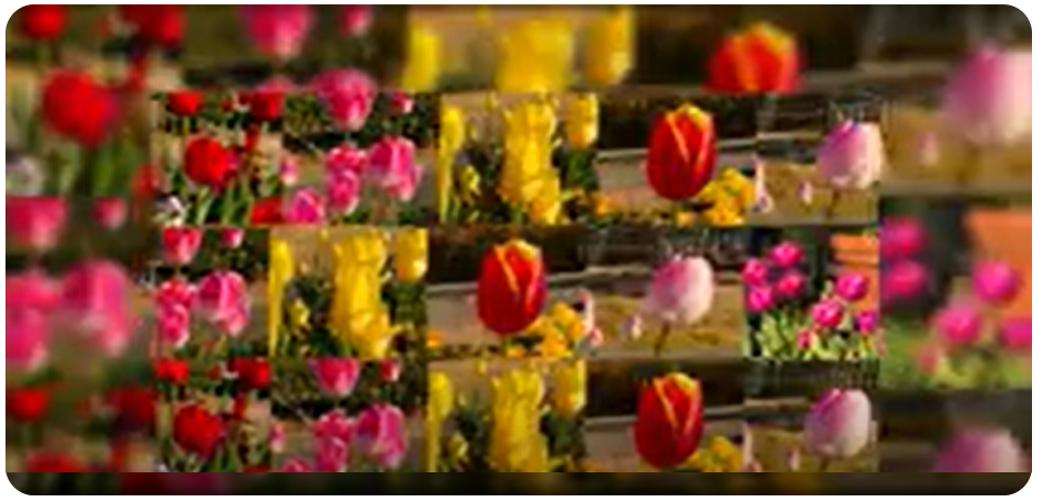 アイスチューリップ・スライドショー