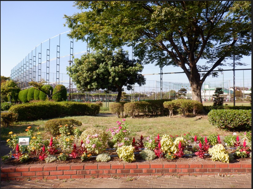 秋の花壇。アイスチューリップが11月に登場します！