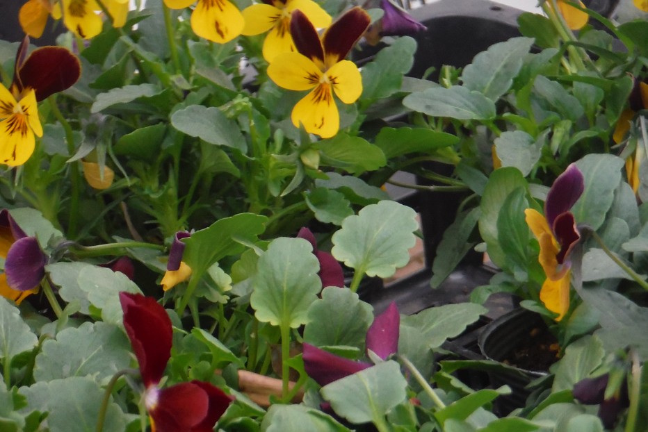 神戸ビオラ　販売始めました。