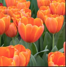 アイスチューリップ 　販売始まりました！　　　　　　　　　　　　　　　神戸ビオラ11/25販売予定