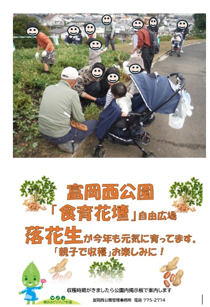 落花生収穫体験、多くの親子の皆様にご参加頂きました。