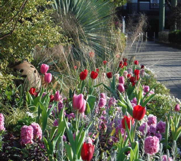 花壇が「アイスチューリップ、ビオラなどの花々に」生まれ変わりました