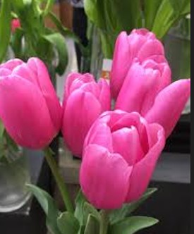 2026.１　「とみにしサロン」は中止させていただきます。