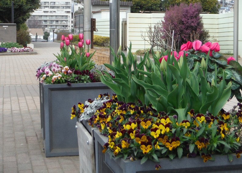 チューリップ咲き始めました。