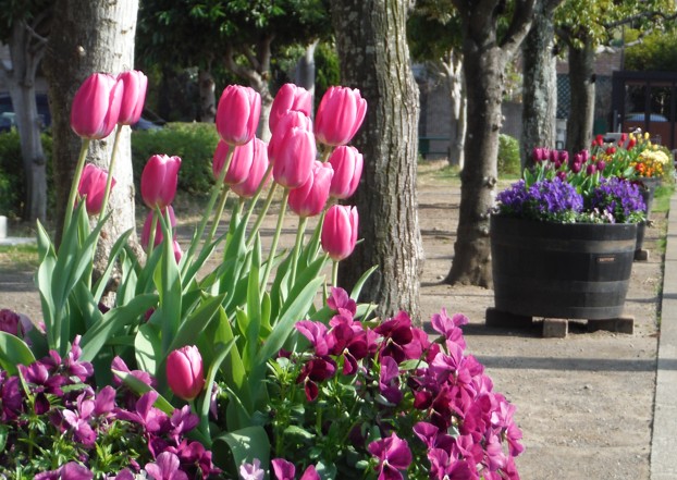 園内花壇にチューリップやお花が咲き誇ってます・・！