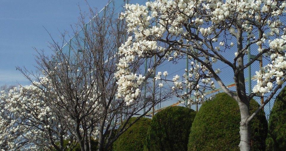 3/9 (火）ハクモクレンの白い花が満開です・・。