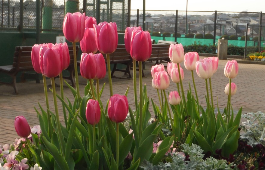 園内花壇にチューリップやお花が咲き誇ってます・・！