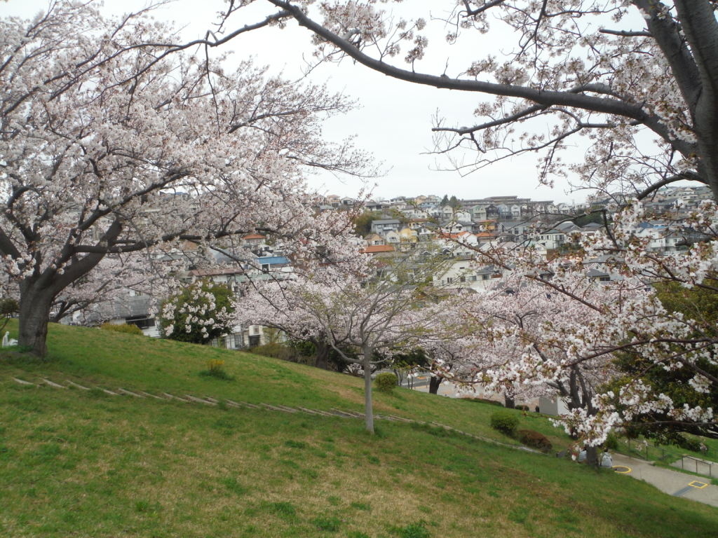 4/5（日）桜が満開となりました！