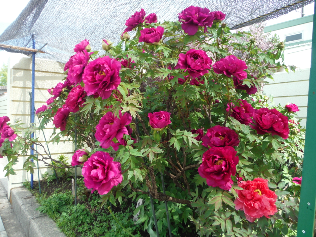 「ぼたん」今年も見事に咲きました・・