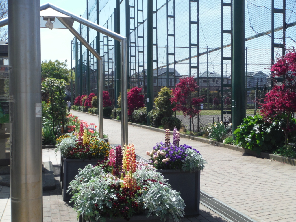 トキワマンサク、プランターも綺麗にお花が咲いてます