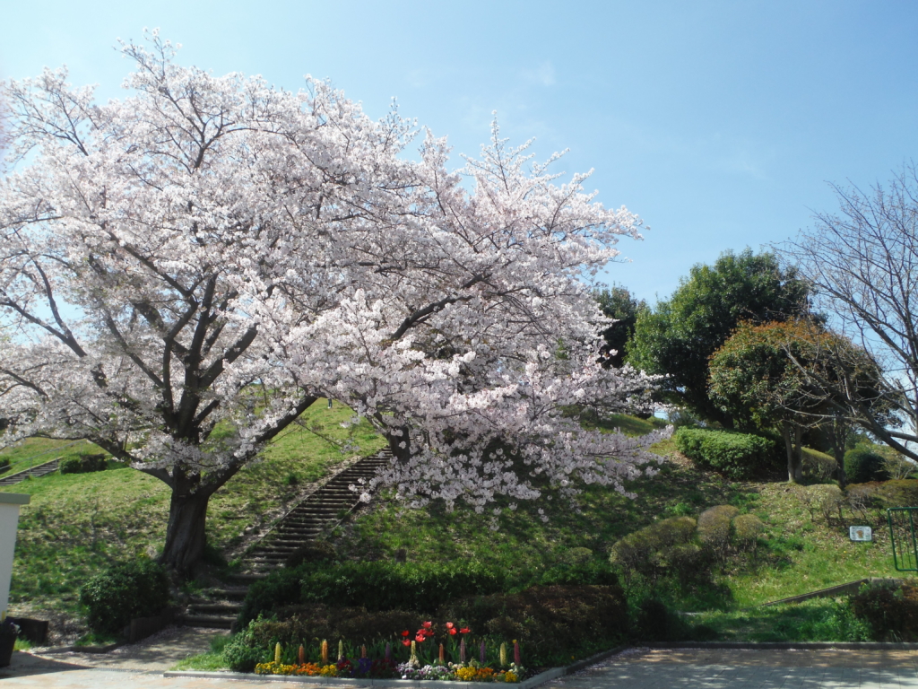 桜が圧巻です！