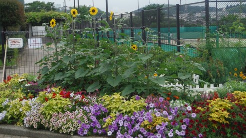 夏の花壇がすくすくと育っています