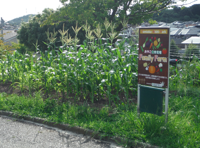 食育花壇ではトウモロコシがすくすくと成長してます。管理棟前花壇にはいっぱいのひまわり